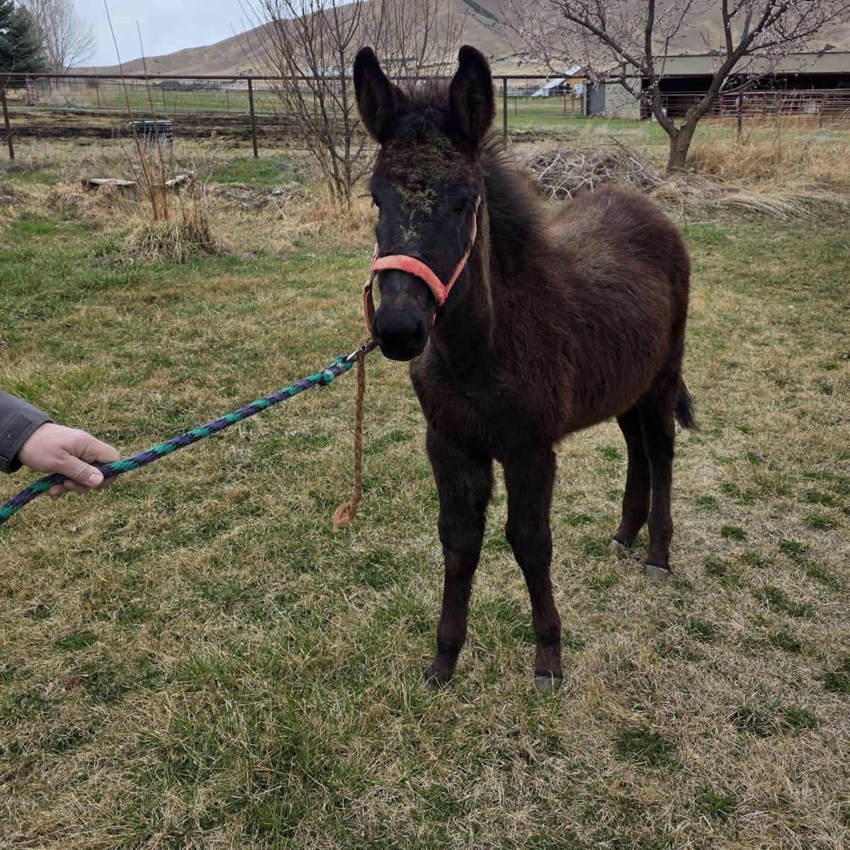 6 Month old  Weaned Male Mule