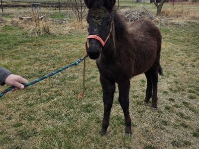 6 Month old Weaned Male Mule