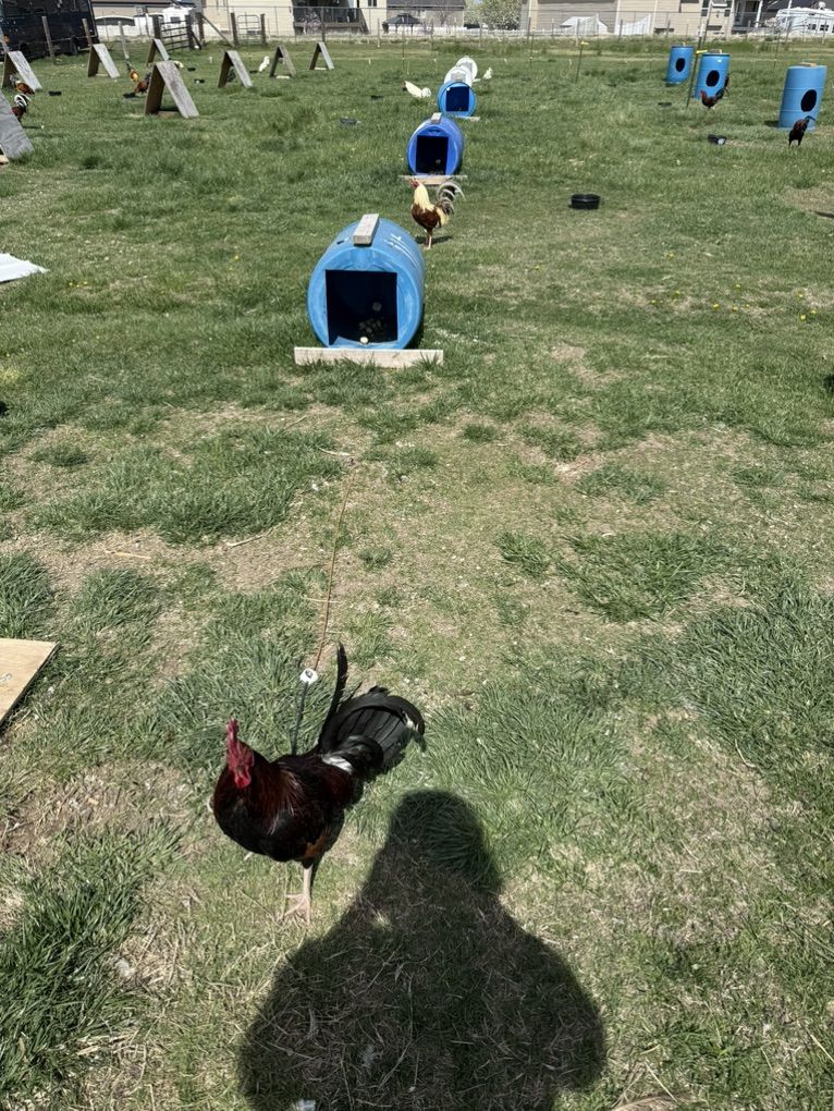 Stags and Cocks For Sale Gamefowl