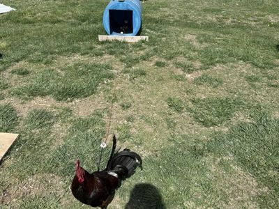 Stags and Cocks For Sale Gamefowl