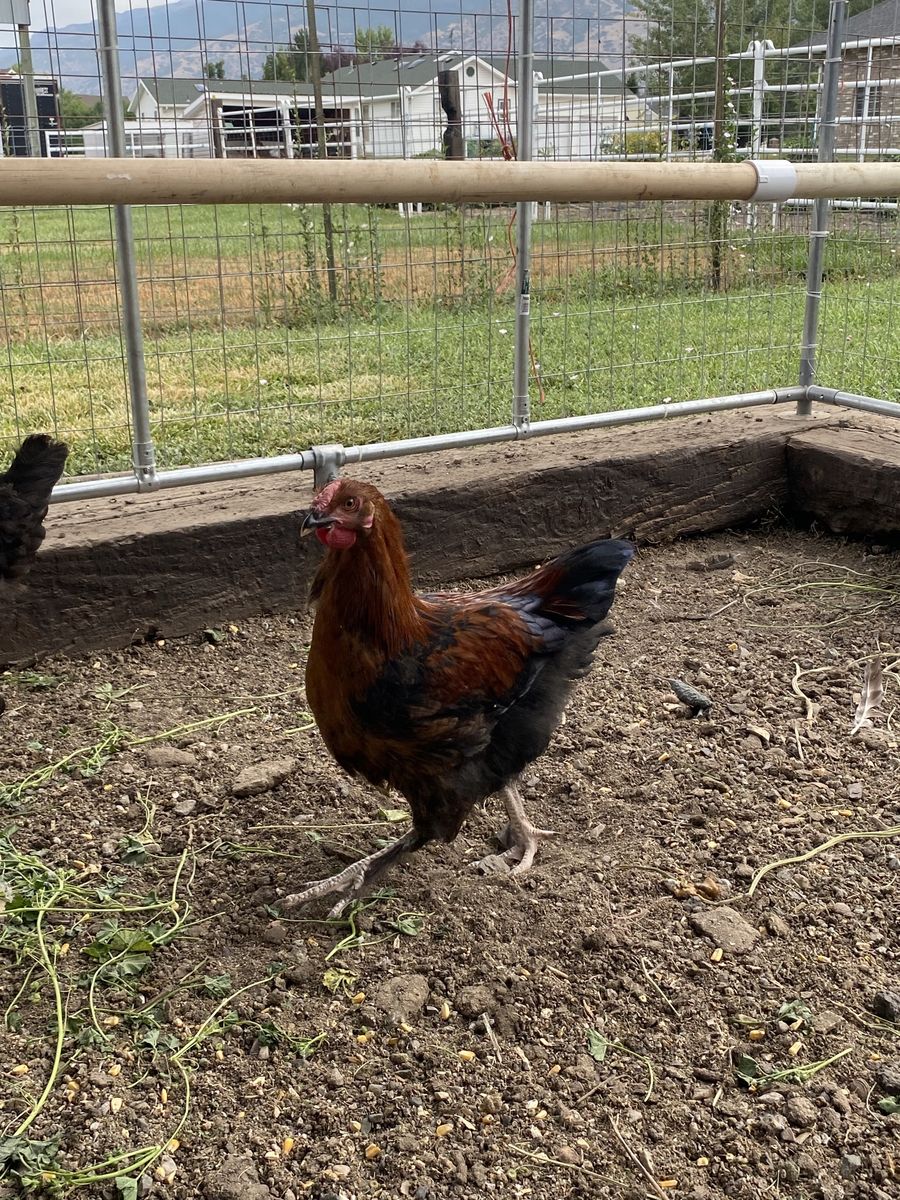 French Copper Maran Rooster (2 available)