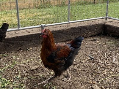 French Copper Maran Rooster (2 available)