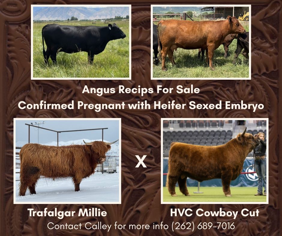 Angus Recips Carrying Highland Calves