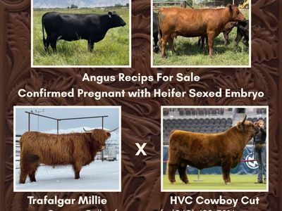 Angus Recips Carrying Highland Calves