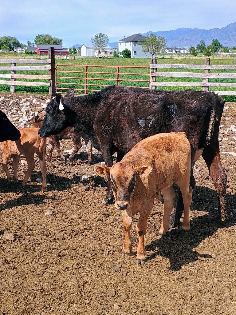 2 Calf cow pairs (Wagyu)