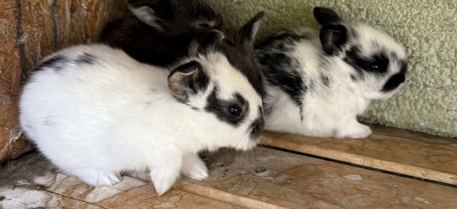 Bunnies lionhead 40 each