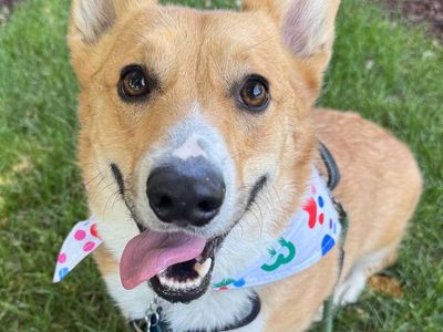 Corgi