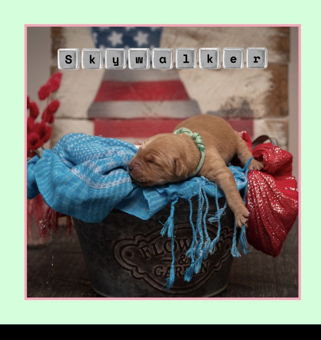 AKC Golden Retriever puppies