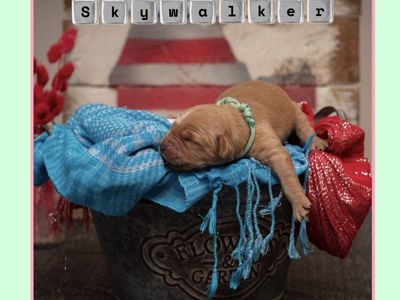 AKC Golden Retriever puppies