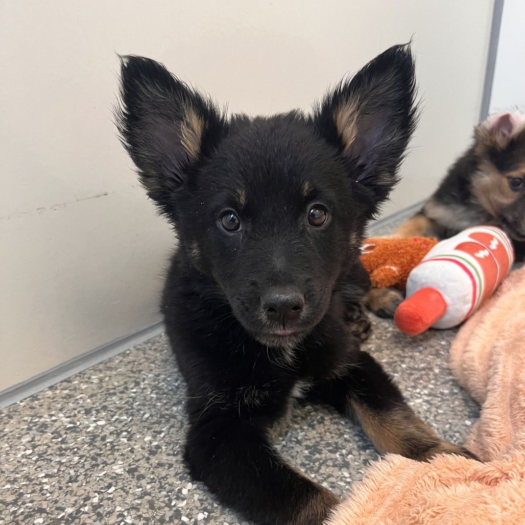 Hello my name is Admiral Paws