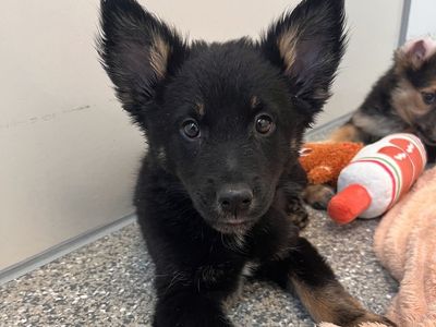 Hello my name is Admiral Paws