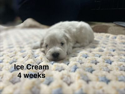 AKC Mini Schnauzer puppies