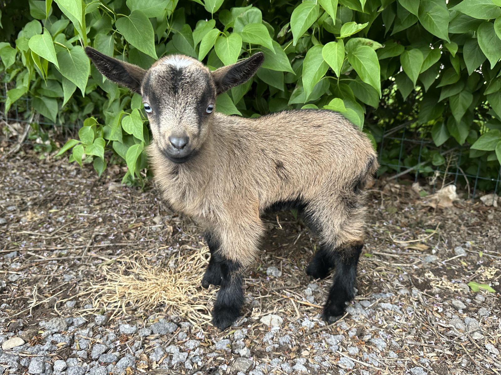 Nigerian Dwarf Doeling