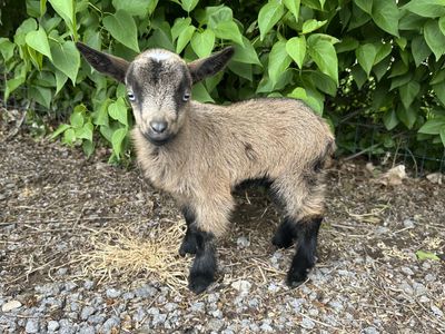 Nigerian Dwarf Doeling