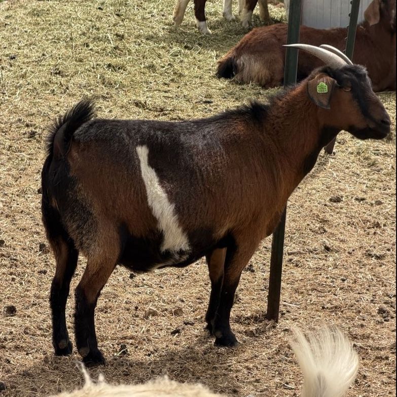 Spanish Doe’s (Open)