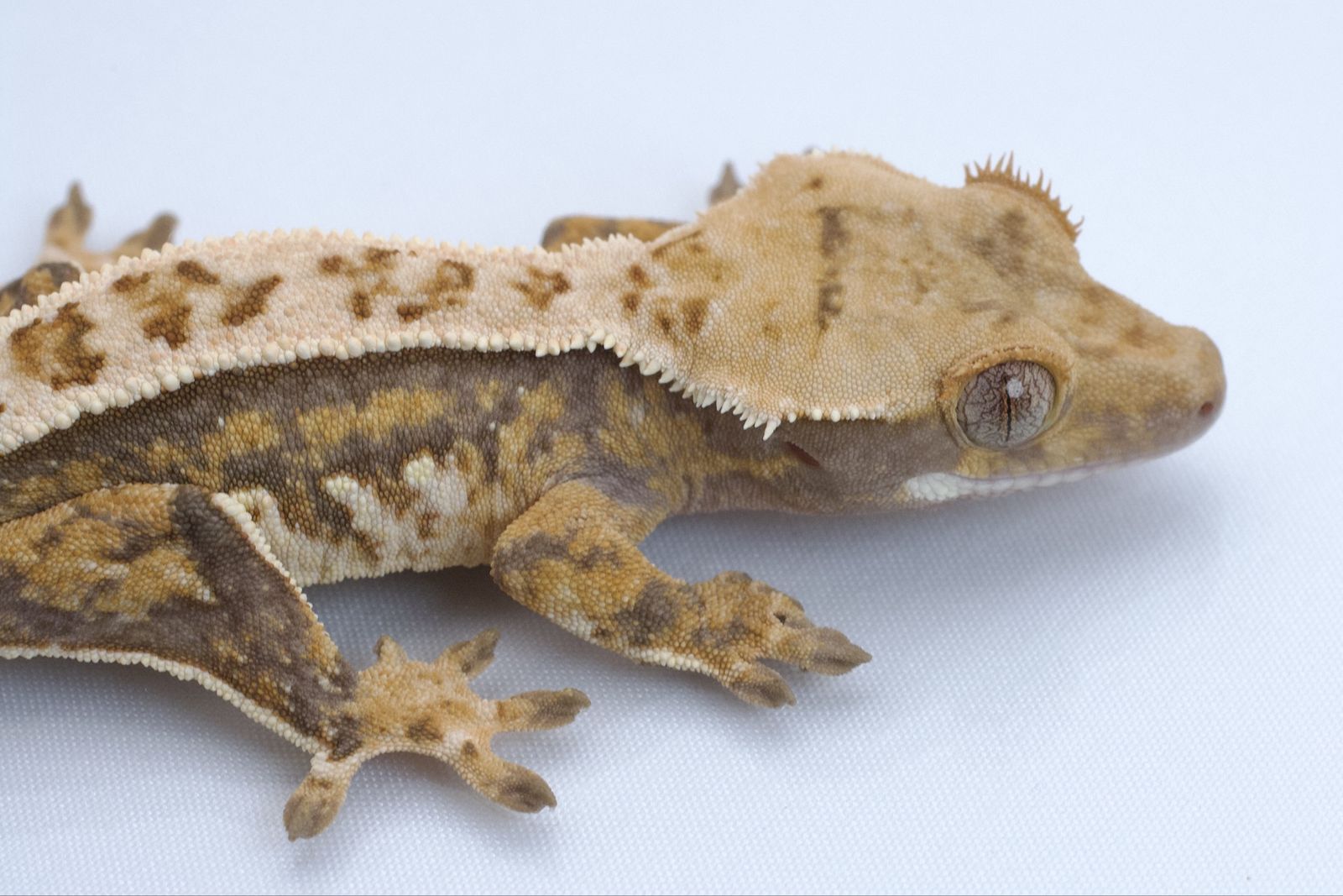 Main image 2