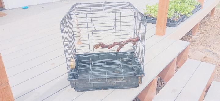 Bird Cage