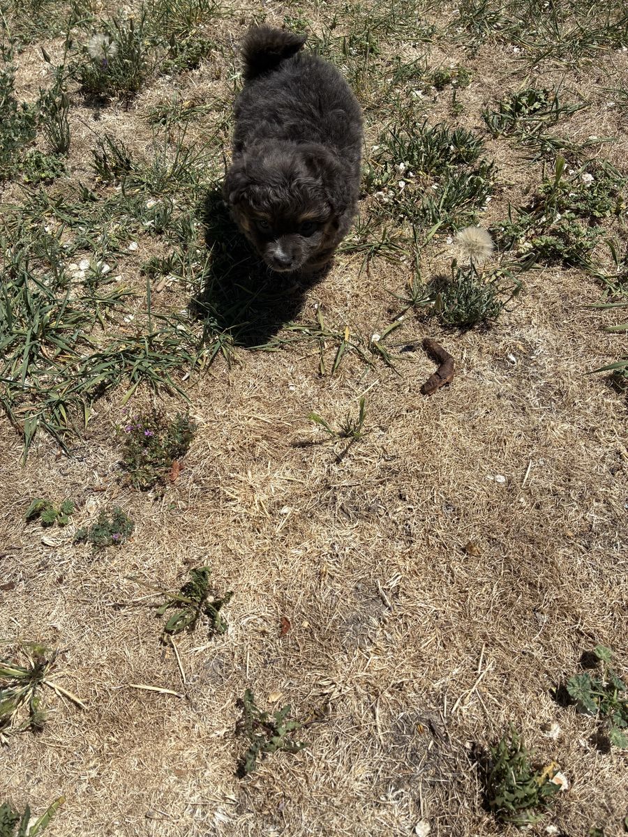 Puppies