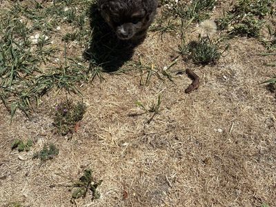 Puppies