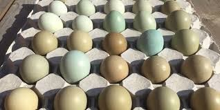 pheasant eggs black melanistic and regular ringneck