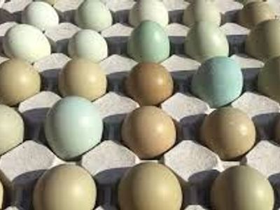 pheasant eggs black melanistic and regular ringneck