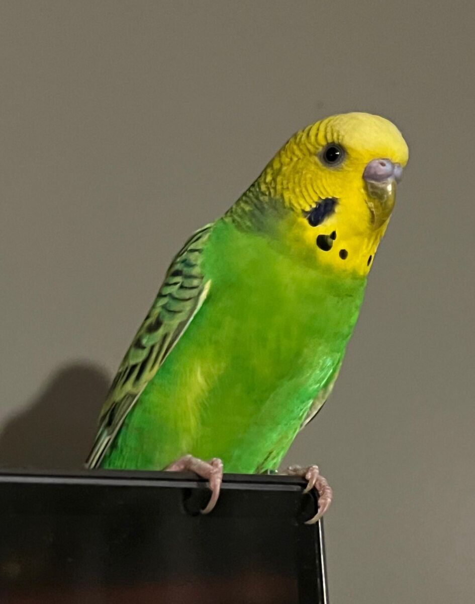 Parakeet
