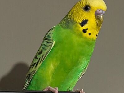 Parakeet