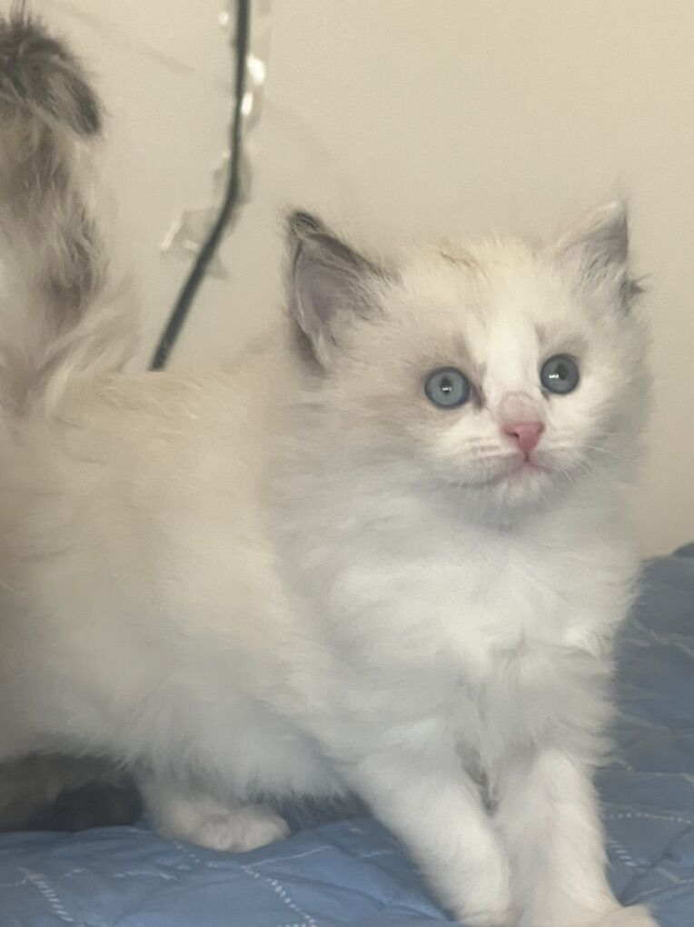 Pure Ragdoll Female Kittens – Stunning Blue Eyes