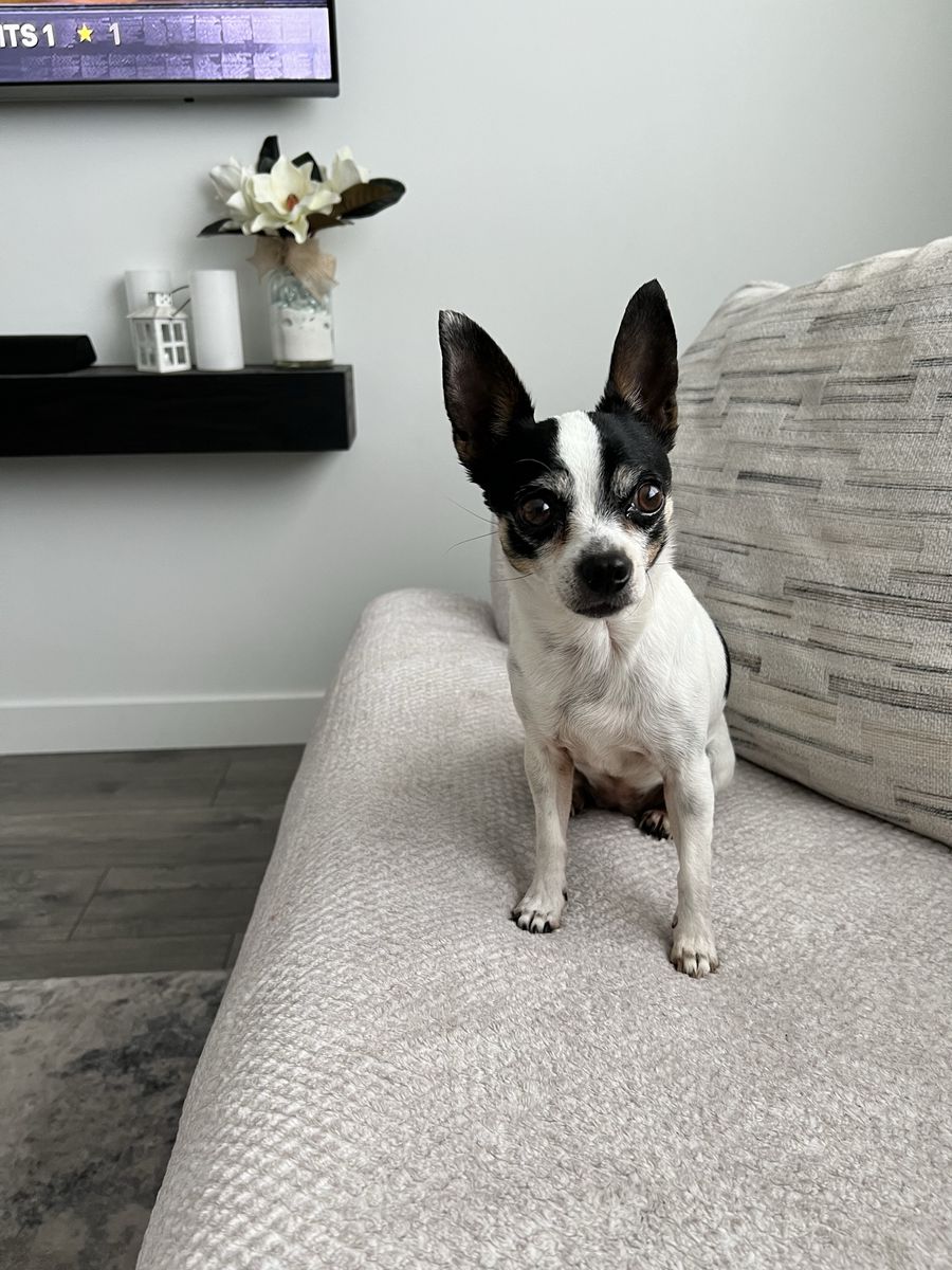 Tiny Chihuahua for free - Loving & Playful Companion, Great with Kids and Other Pets