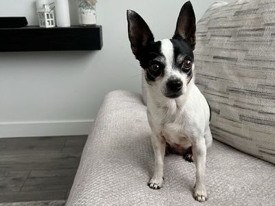 Tiny Chihuahua for free - Loving & Playful Companion, Great with Kids and Other Pets