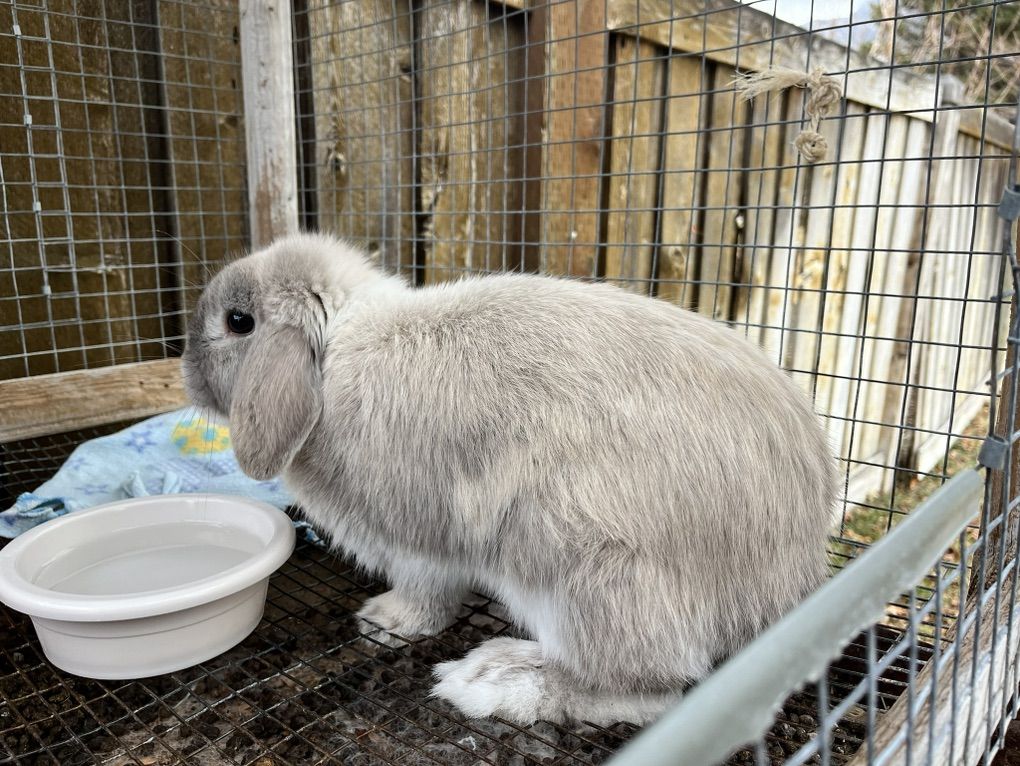 Bunny Winston