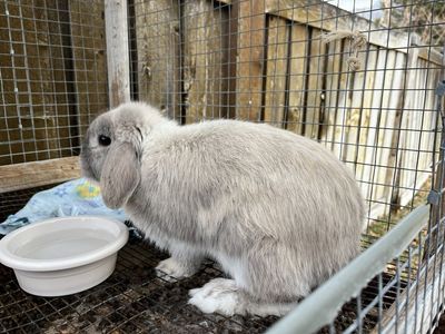 Bunny Winston