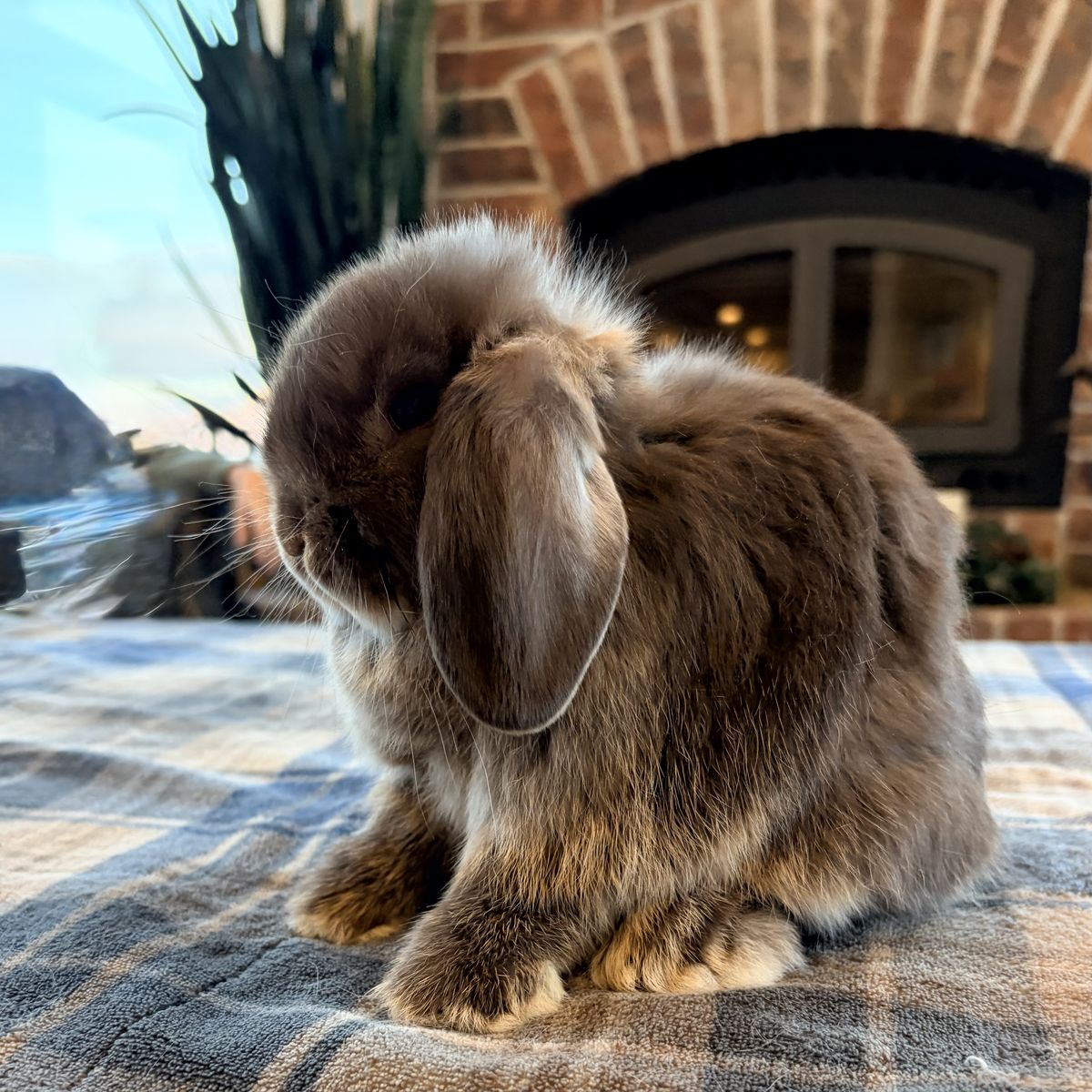 Chocolate Otter baby Holland Lop