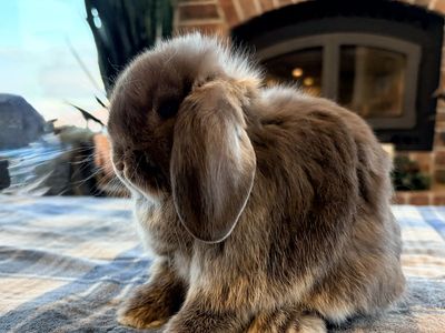 Chocolate Otter baby Holland Lop