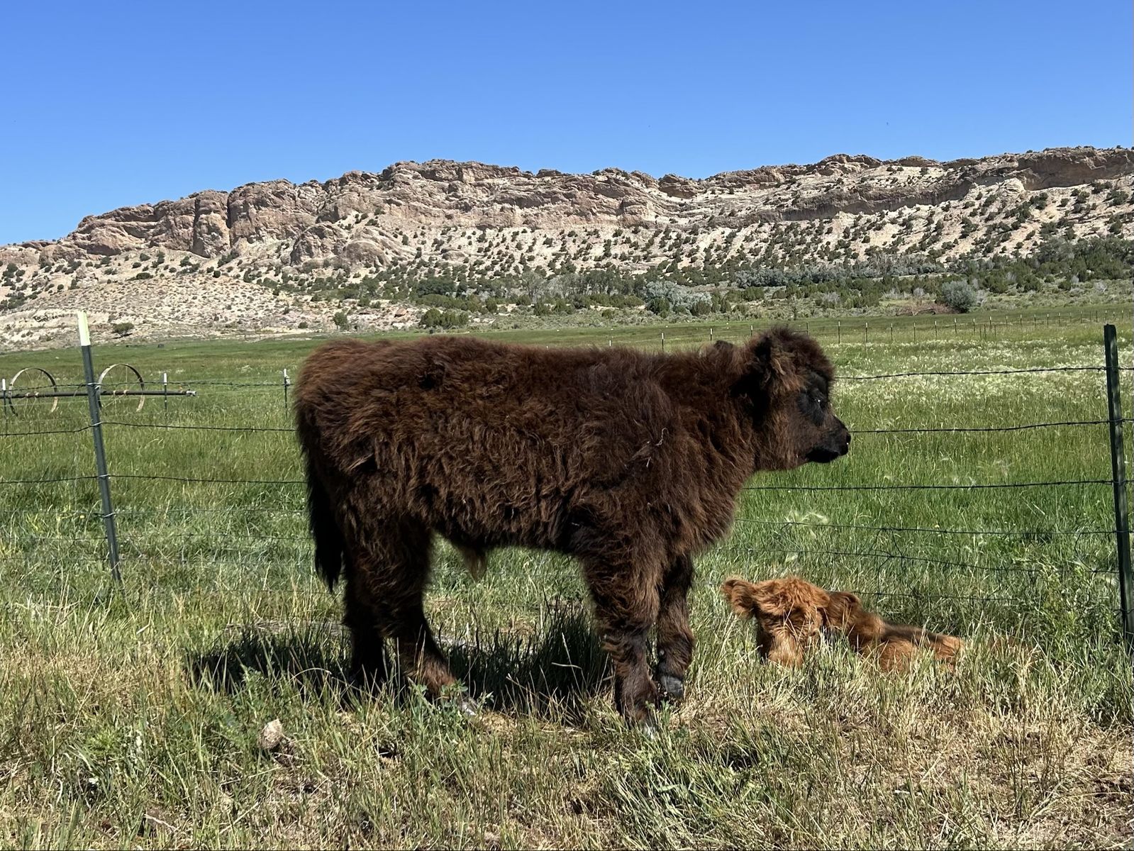 Highland bull calf