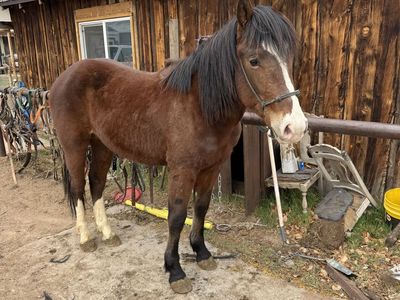 Half Draft Stud Colt