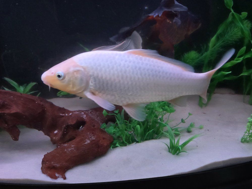 Large white Koi