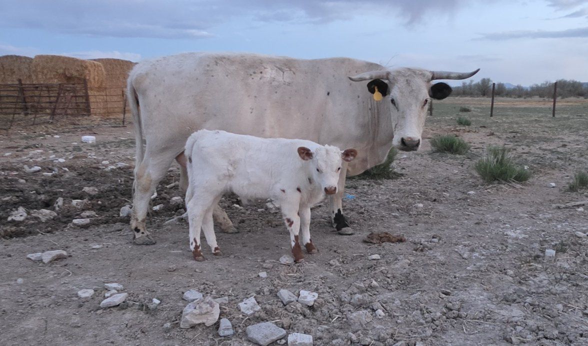 Mid-Size Highpark Bull Calf