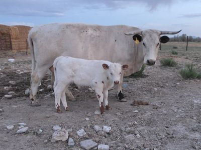 Mid-Size Highpark Bull Calf