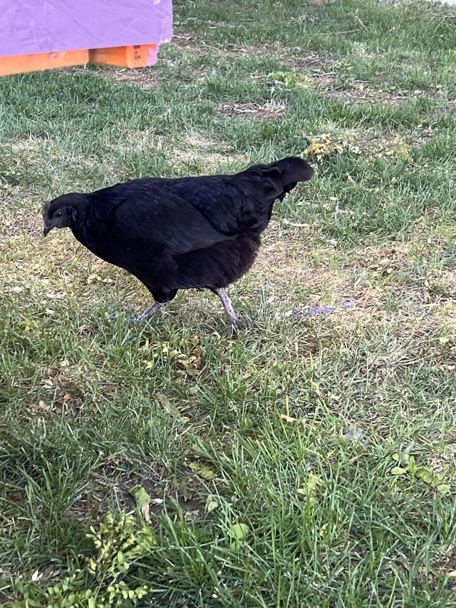 Ayam Cemani Hen