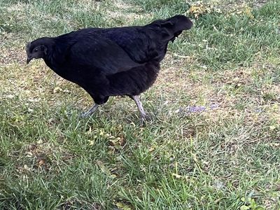 Ayam Cemani Hen