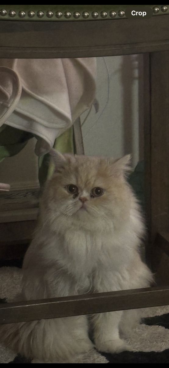 Cream Long haired persian