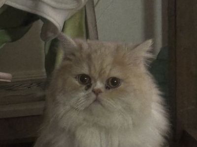 Cream Long haired persian