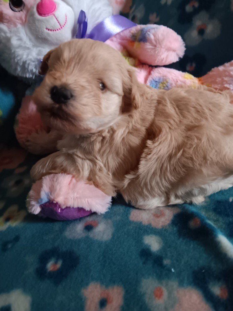 miniature schnauzers female 1