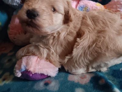 miniature schnauzers female 1