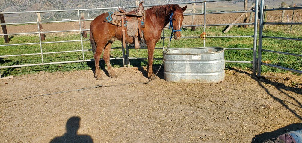 4 yr old Gelding