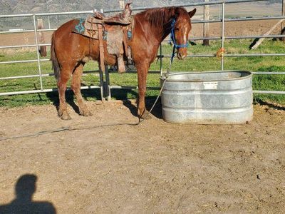 4 yr old Gelding