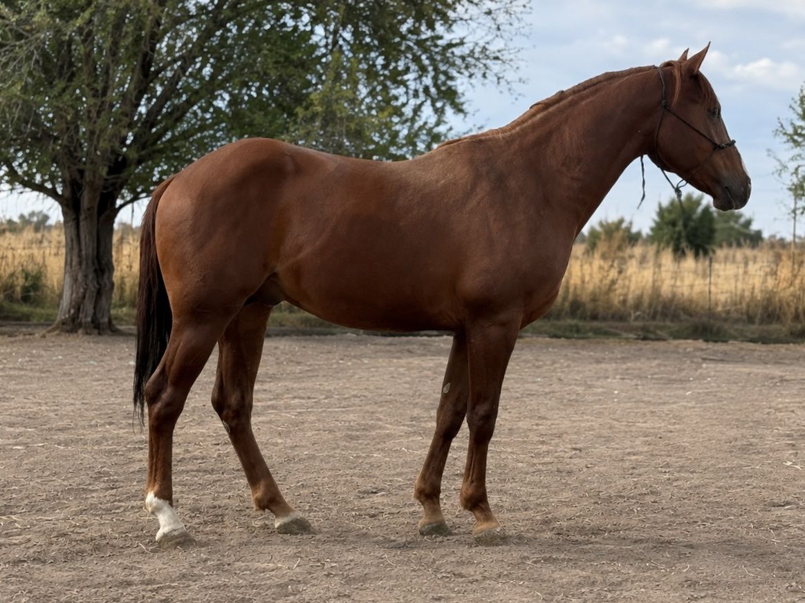 PC Redwood Manny/Smart Lil Ricochet Colt