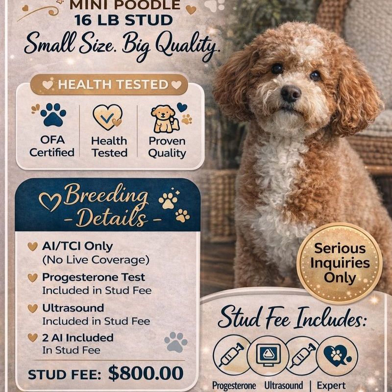 Bronco Billy Mini Poodle