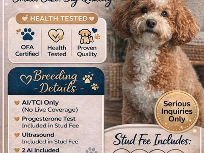 Bronco Billy Mini Poodle